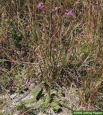 Image result for Vernonia jelfiae