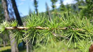 These trees have the largest cones of all the pine trees, measuring up to 20 inches long. The Science Behind The Golden Glory Of Washington S Larches Heraldnet Com