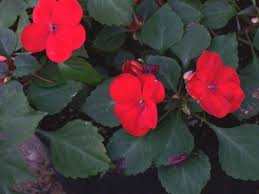Image result for Impatiens briartii