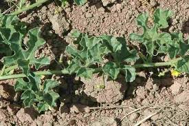 Image result for Cucumis myriocarpus