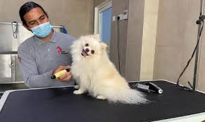 What's about home boarding and pet sitting? Boarding Kennels Dubai Save Up To 70 At Groupon Ae