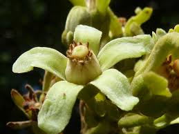 Image result for Trichilia