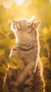 41 wallpaper keren yang akan mempercantik smartphone kamu. Mas Iyas On Twitter Ada Yang Suka Kucing Ga Nih Bagus Buat Wallpaper Hp Kalian