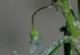 Image result for Oldenlandia verrucitesta