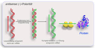 The 1980s was a time when there was a huge amount of excitement around gene therapy, often focused around putting dna directly into cells or patients. Polaritat Virologie Wikiwand