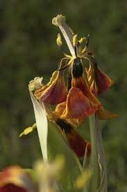 Check spelling or type a new query. Deadheading Flowers How And Why Remove Dead Flowers From Plants