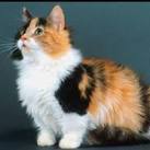 Blue Skies Cattery Home