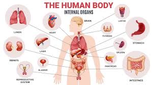 Image result for internal organs