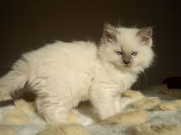 When our ragdoll kittens leave here they are well adjusted, confident, floppy and lovable ragdolls. Pedigree Ragdoll Kittens For Sale Market Drayton Shropshire Pets4homes