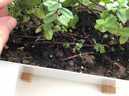 Paneer tikka panino with purple mint on the rocks. Why Does My Peppermint Have Long Purple Stems With Very Small Leaves Gardening Landscaping Stack Exchange
