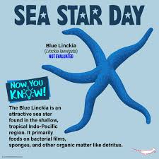 Image result for Dolichos junodii