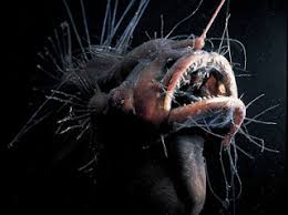 Resultado de imagem para peixe abissal