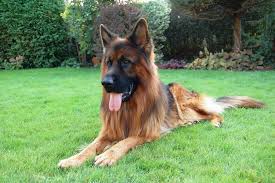 They're handsome, intelligent, and excellent feeding plan. Long Haired German Shepherd Your Next Best Friend Shepherd Sense