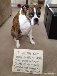 Dogshaming Diaper Temptation I Eat The Baby S Dirty Diapers