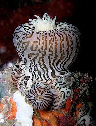 Zebra Stripes Sea Anemone Ocean Creatures Beautiful Sea Creatures