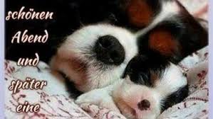 Jetzt ist es für lisa. Gute Nacht Bilder Hunde Gb Bilder Gb Pics Gastebuchbilder Gute Nacht Bilder Gute Nacht Gute Nacht Bilder Hunde