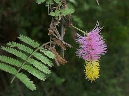 Image result for Dichrostachys