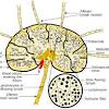 Some important structures contained in or passing through the neck include the seven cervical vertebrae and enclosed spinal cord, the jugular veins and carotid arteries, part of the esophagus, the larynx. 1
