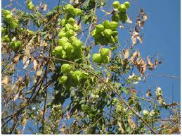 Image result for Cardiospermum grandiflorum