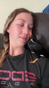 The Ultimate Brain Scrambler: Talking Birds Edition