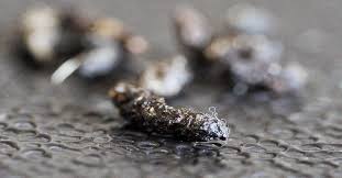 Image result for squirrel poop