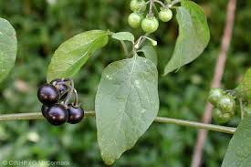 Image result for Solanum supinum