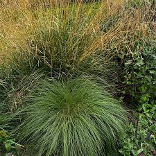 Image result for Deschampsia
