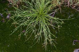 Image result for Rhynchospora brevirostris