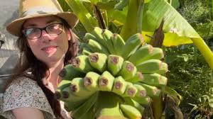 Bananas sprout in Rayleigh garden after 15 years