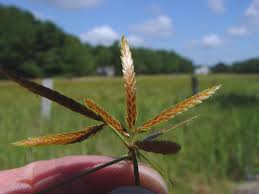 Image result for Cyperus ajax