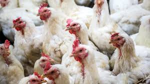 Your Chicken's Salmonella Problem Is Worse Than You Think | WIRED