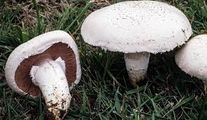We did not find results for: Agaricus Campestris Fungo Prataiolo Mondofunghi Com