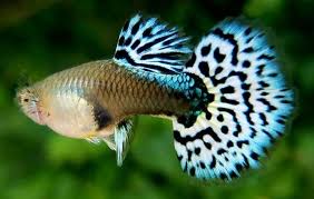 Blue Mosaic Fancy Female Guppy Guppy Fish Tropical Fish Aquarium Fresh Water Fish Tank