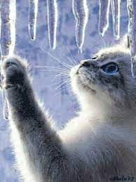 Weitere ideen zu lustige schneebilder, schneebilder, lustig. Dreamies De Fcpa7k3wpsr Gif Katzen Tierbilder Katze Im Schnee