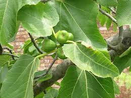 Image result for Moraceae