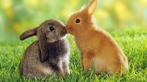 We hope you enjoy our growing collection of hd images to use as a background or home screen for your. Bunny Wallpapers Top Free Bunny Backgrounds Wallpaperaccess