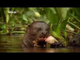 National Geographic Hayalet Kedi Jaguar Turkce Belgesel Youtube Goruntuler Ile National Geographic Jaguar Kedi