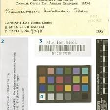 Image result for Stemodiopsis