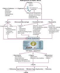 septic shock an overview sciencedirect topics