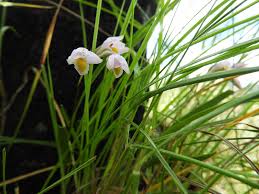 Image result for Orthochilus euanthus