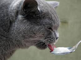 Ab wann babys joghurt essen können führt oft zu diskussionen. Durfen Katzen Joghurt Essen