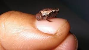 Scientists Discover Mini Frog Species In Madagascar Quartz