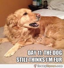 Cute Camouflage Cat And Dog Memes Funny Cat Memes Funny Animals