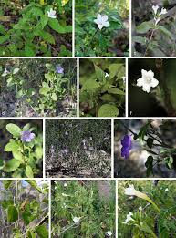 Image result for Pogonospermum subsessile