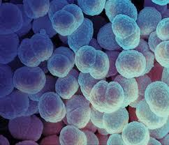 Intestinal Worm Infection Can Cause Severe Sexually Transmitted Viral  Diseases