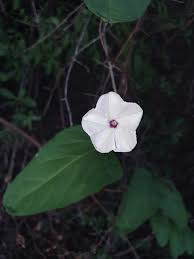 Image result for Ipomoea lapathifolia
