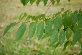 Image result for Shirakiopsis