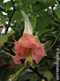 Image result for Brugmansia