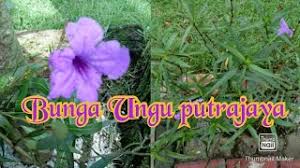 Saat itu hatiku memang sedang kesal. Tanam Pokok Bunga Ungu Majlis Bandaraya City Council Purple Flower Youtube
