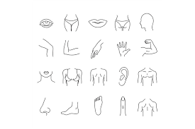 Start studying female body parts. Line Human Male And Female Body Parts Vector Set By Microvector Thehungryjpeg Com